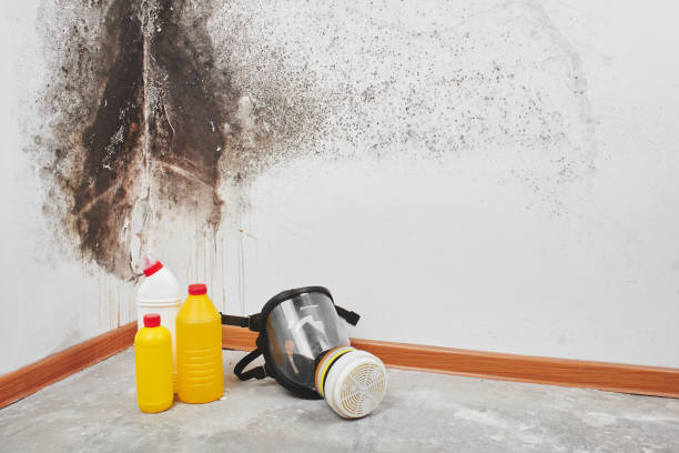 Best Attic Mold Removal  in Moore Haven, FL