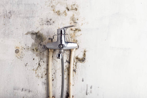 Best Certified Mold Removal  in Moore Haven, FL