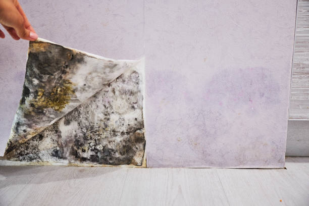 Reliable Moore Haven, FL Mold Removal Solutions